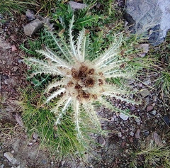 Cirsium culebraense