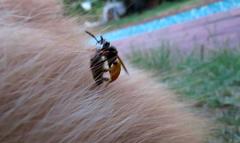 Philanthus triangulum diadema
