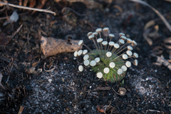 Paepalanthus pulvinatus