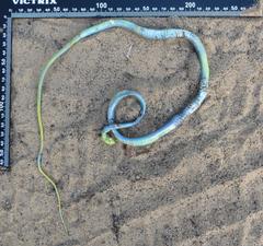 Philothamnus natalensis