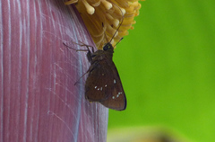 Pelopidas assamensis