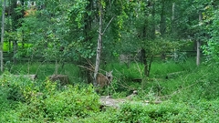 Odocoileus virginianus