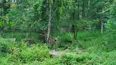 Odocoileus virginianus