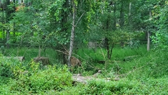 Odocoileus virginianus