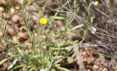 Rutidosis murchisonii