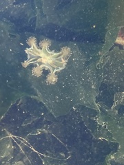 Haliclystus sanjuanensis