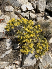 Ericameria watsonii
