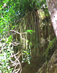 Phlegmariurus gnidioides