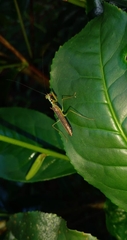 Hapalopezella maculata