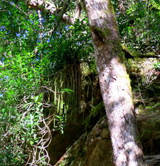 Phlegmariurus gnidioides