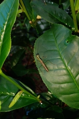 Hapalopezella maculata