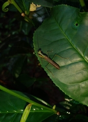 Hapalopezella maculata