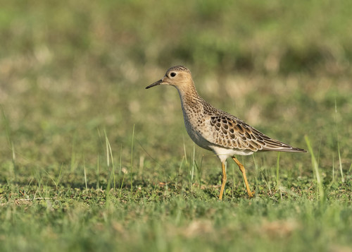 Correlimos canelo (Calidris subruficollis)