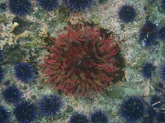 Urticina piscivora