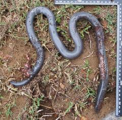 Amblyodipsas polylepis polylepis