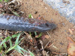 Amblyodipsas polylepis polylepis