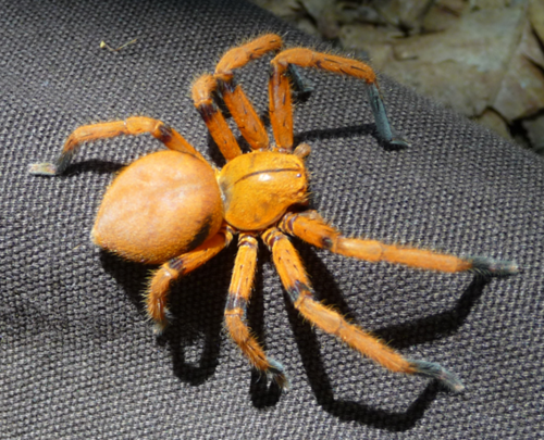 Orange huntsman spider