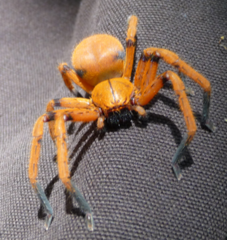 Olios simoni