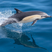 Common Dolphin - Photo (c) Corey Husic, some rights reserved (CC BY-NC), uploaded by Corey Husic