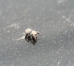 Sibianor aurocinctus