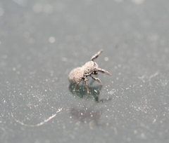 Sibianor aurocinctus