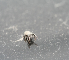 Sibianor aurocinctus