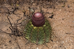 Melocactus ernestii