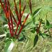 Agelanthus gracilis - Photo 由 Alison Young 所上傳的 (c) Alison Young，保留部份權利CC BY-NC