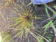 Eleocharis diandra