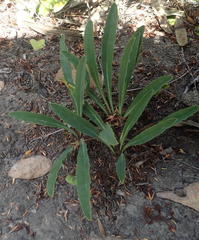 Euphorbia silenifolia