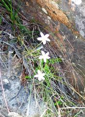 Oxalis polyphylla polyphylla