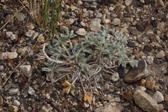 Lupinus duranii