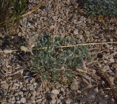 Lupinus duranii
