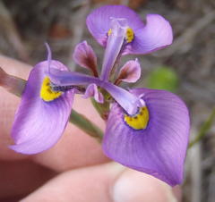 Moraea algoensis