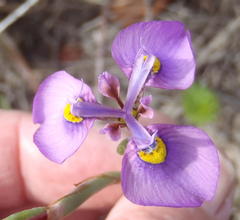 Moraea algoensis