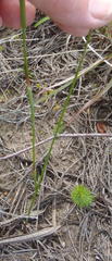 Moraea algoensis
