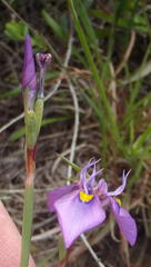Moraea algoensis