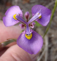 Moraea algoensis