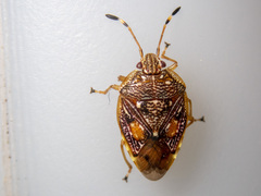 Anischys luteovarius