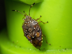 Anischys luteovarius