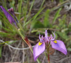 Moraea algoensis