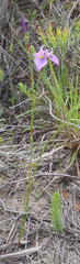 Moraea algoensis