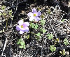 Oxalis dentata