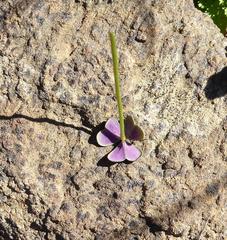 Oxalis dentata