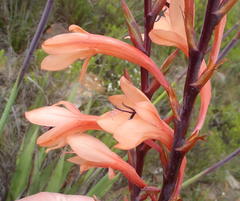 Watsonia schlechteri