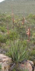 Watsonia schlechteri