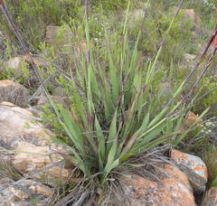 Watsonia schlechteri
