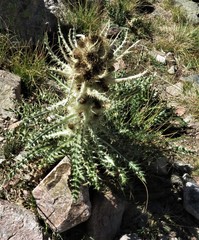 Cirsium culebraense