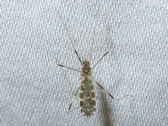 Erioptera caliptera