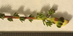 Aspalathus cymbiformis